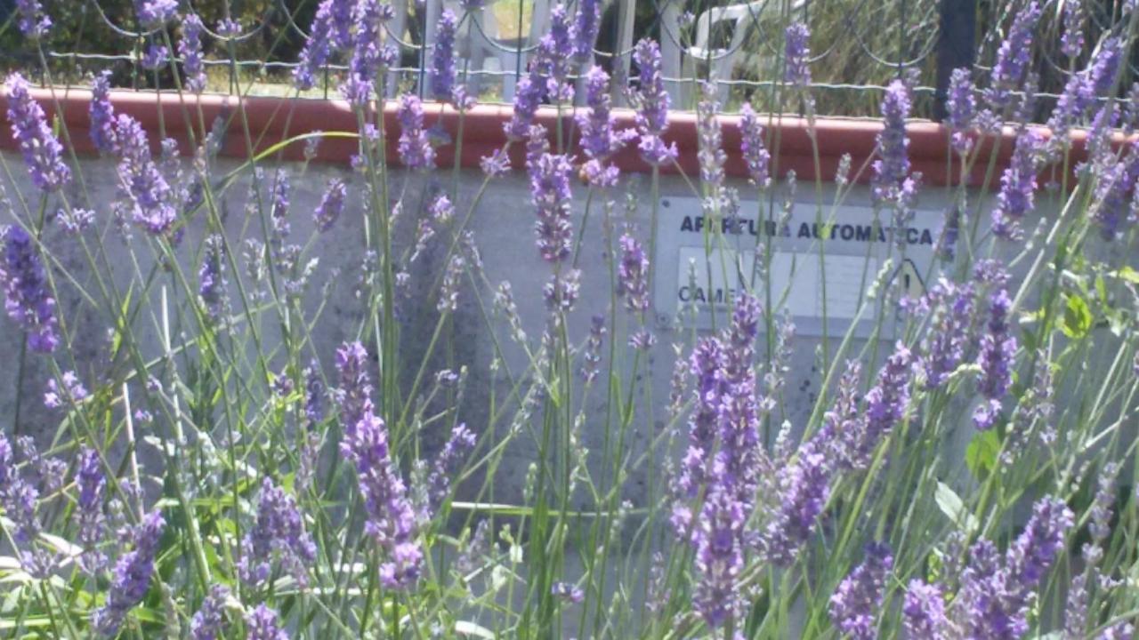 Amor Di Lavanda Cingoli Chambre photo